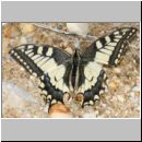 Papilio machaon - Schwalbenschwanz 03 Teverener Heide.jpg